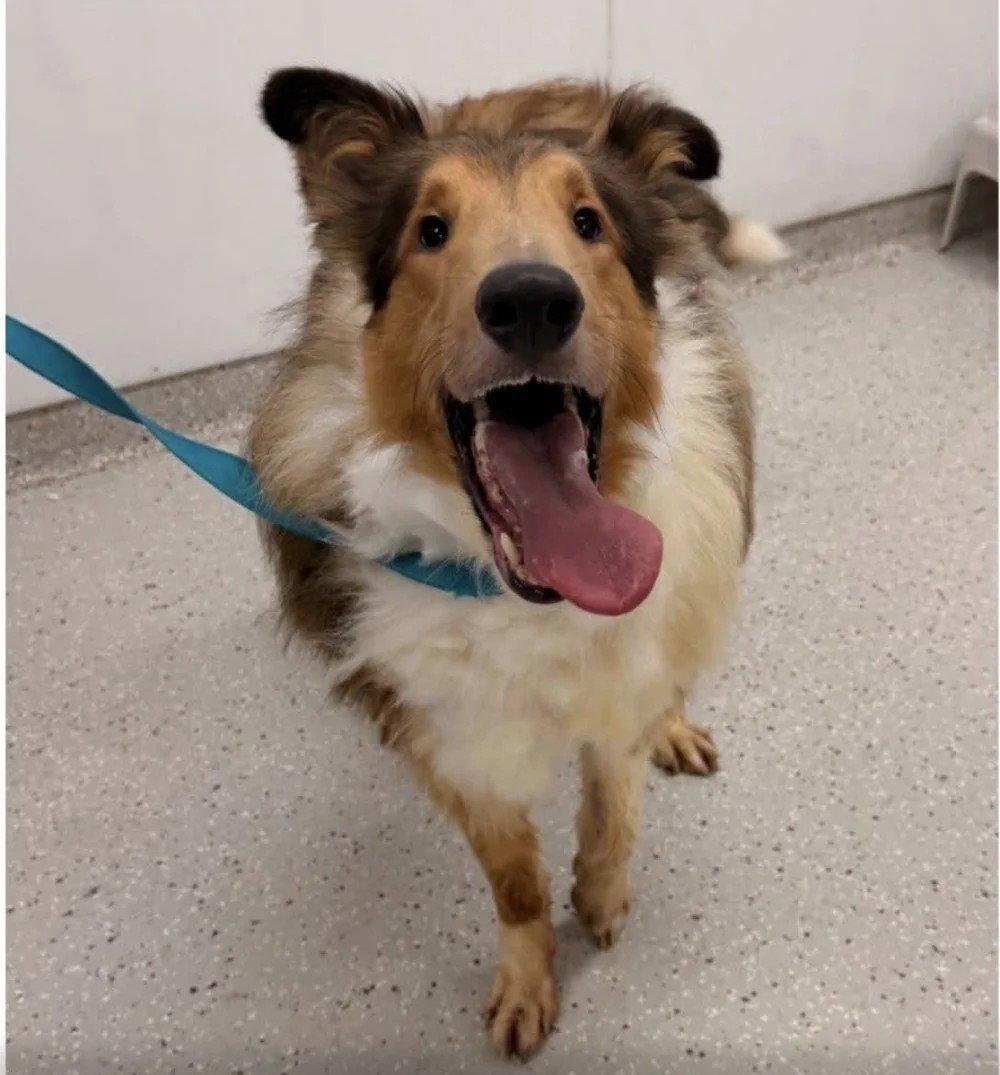 Enlarge Indy Rex adoption pending, a Adoptable Collie in Dublin, OH image 2/2