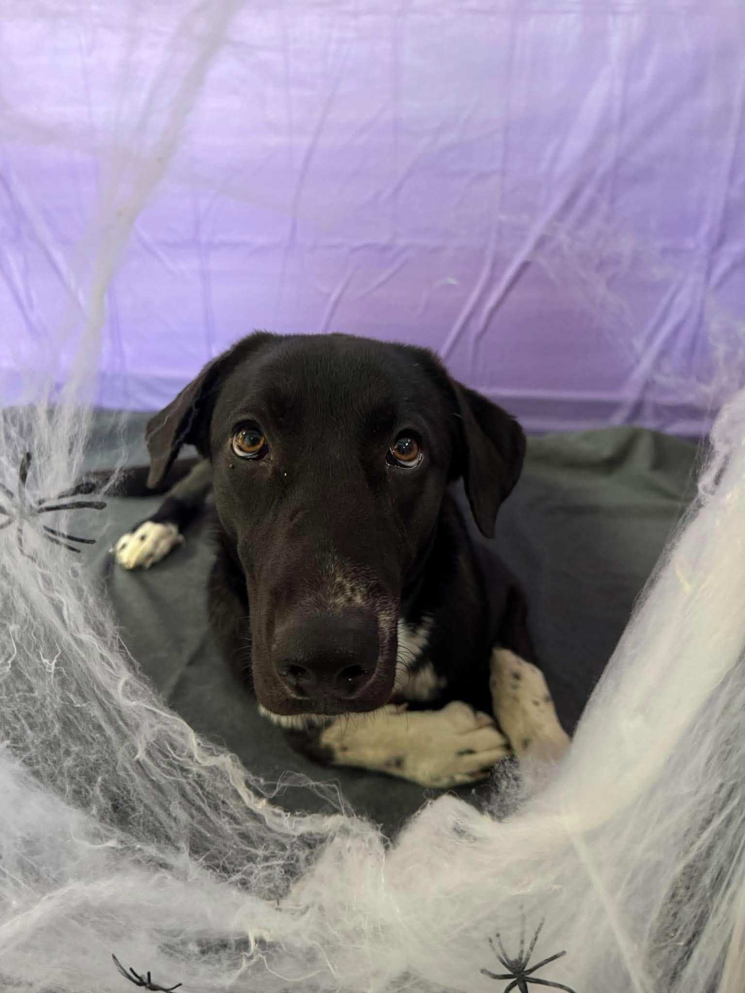 Enlarge Briar, a Adoptable mixed breed in Chickasha, OK image 2/3