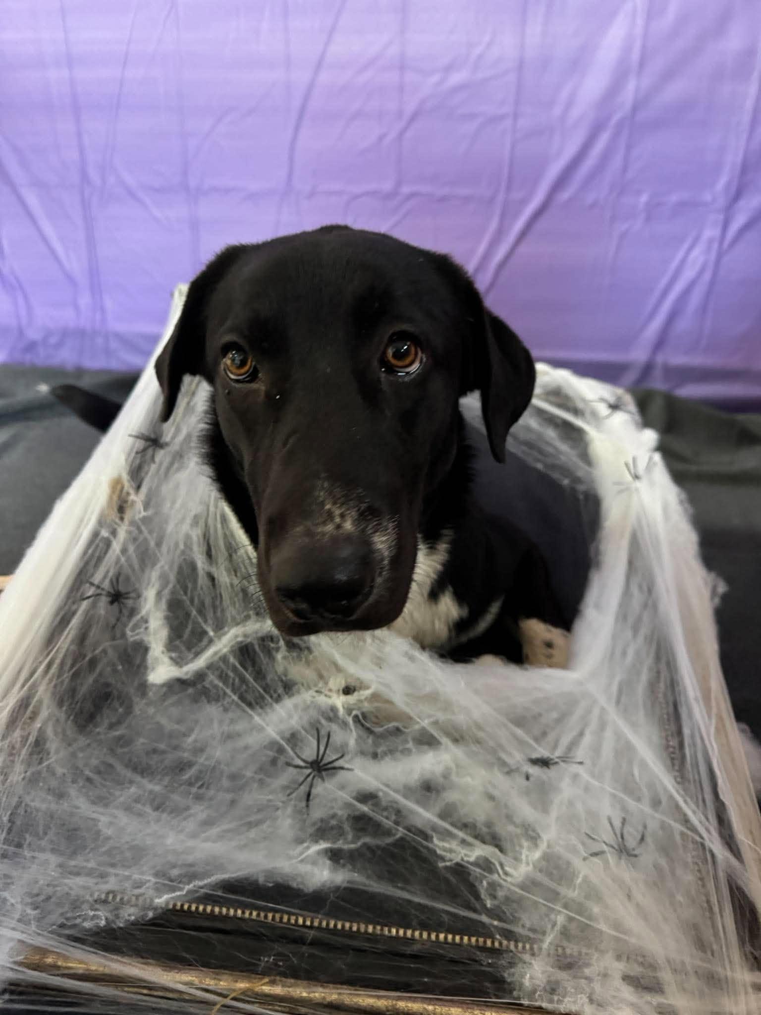 Enlarge Briar, a Adoptable mixed breed in Chickasha, OK image 3/3