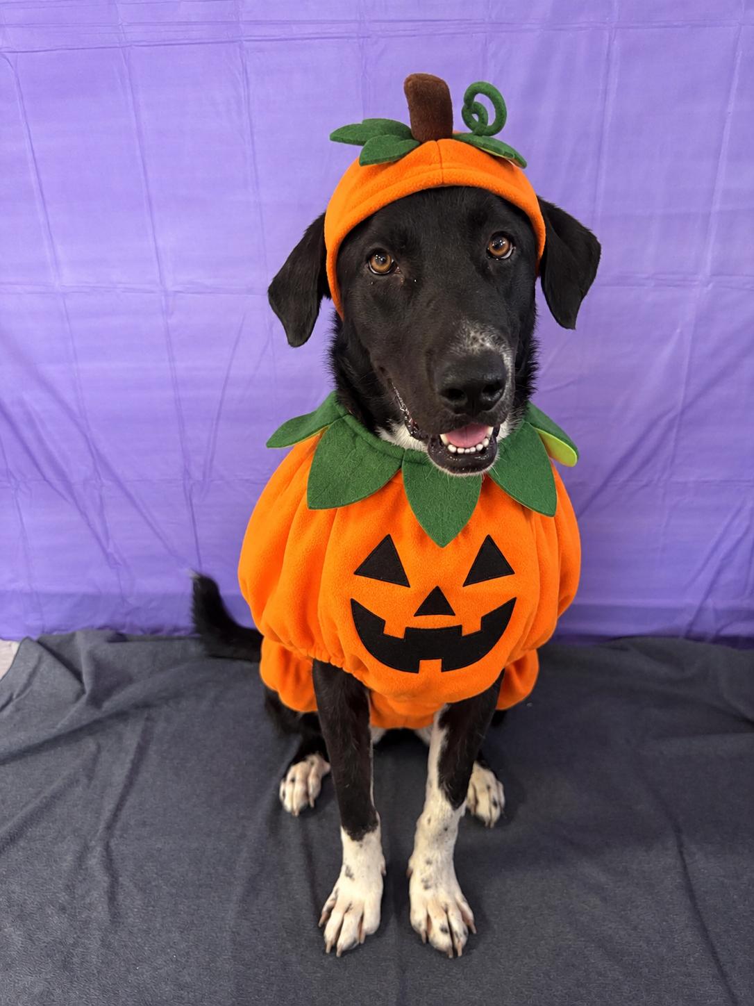Enlarge Briar, a Adoptable mixed breed in Chickasha, OK image 1/3