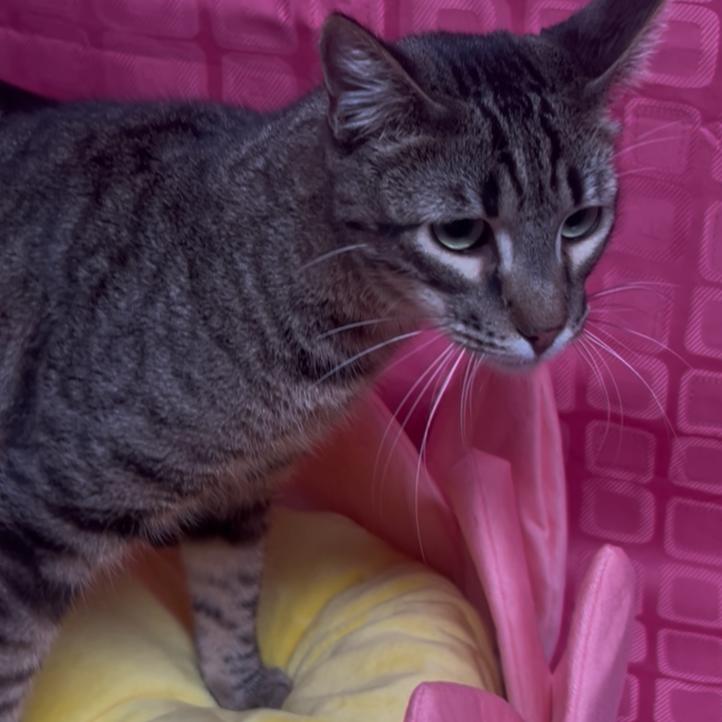 Thing 1, Adoptable, Adult Male Domestic Short Hair.