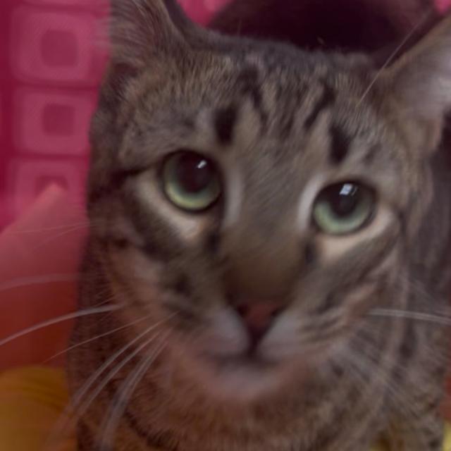 Enlarge Thing 1, a Adoptable Domestic Short Hair in Floresville, TX image 2/6