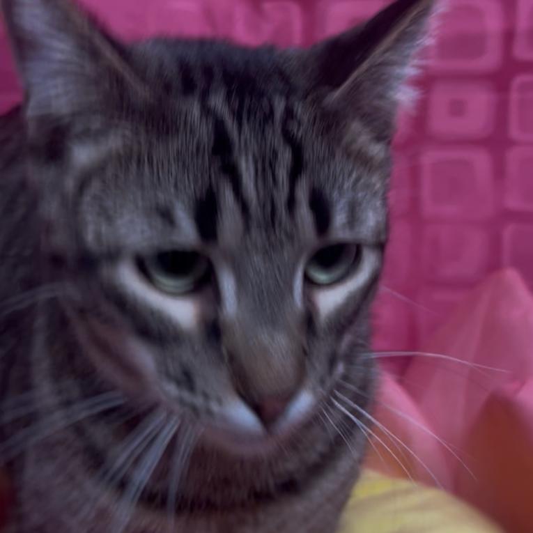 Enlarge Thing 1, a Adoptable Domestic Short Hair in Floresville, TX image 3/6