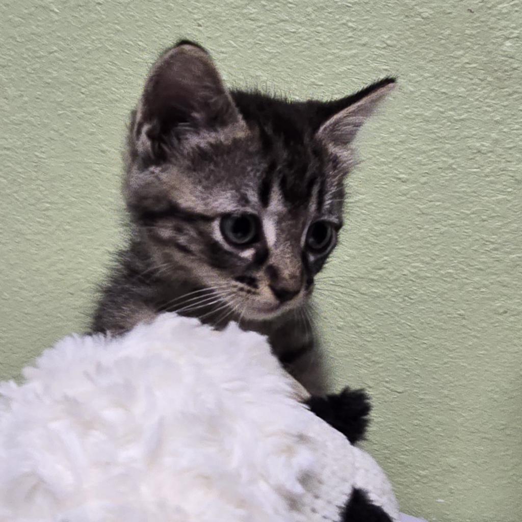 Enlarge Thing 1, a Adoptable Domestic Short Hair in Floresville, TX image 4/6