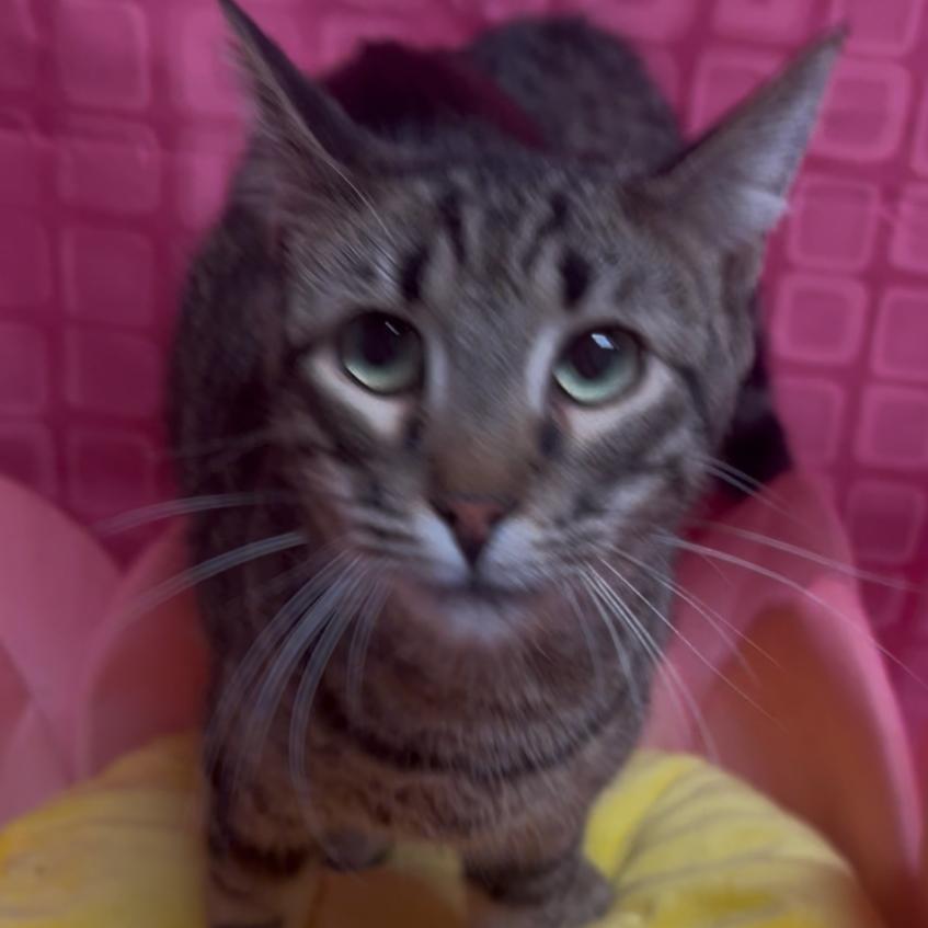 Enlarge Thing 1, a Adoptable Domestic Short Hair in Floresville, TX image 5/6