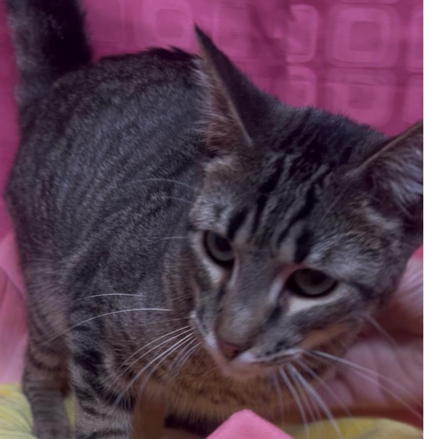 Enlarge Thing 1, a Adoptable Domestic Short Hair in Floresville, TX image 6/6