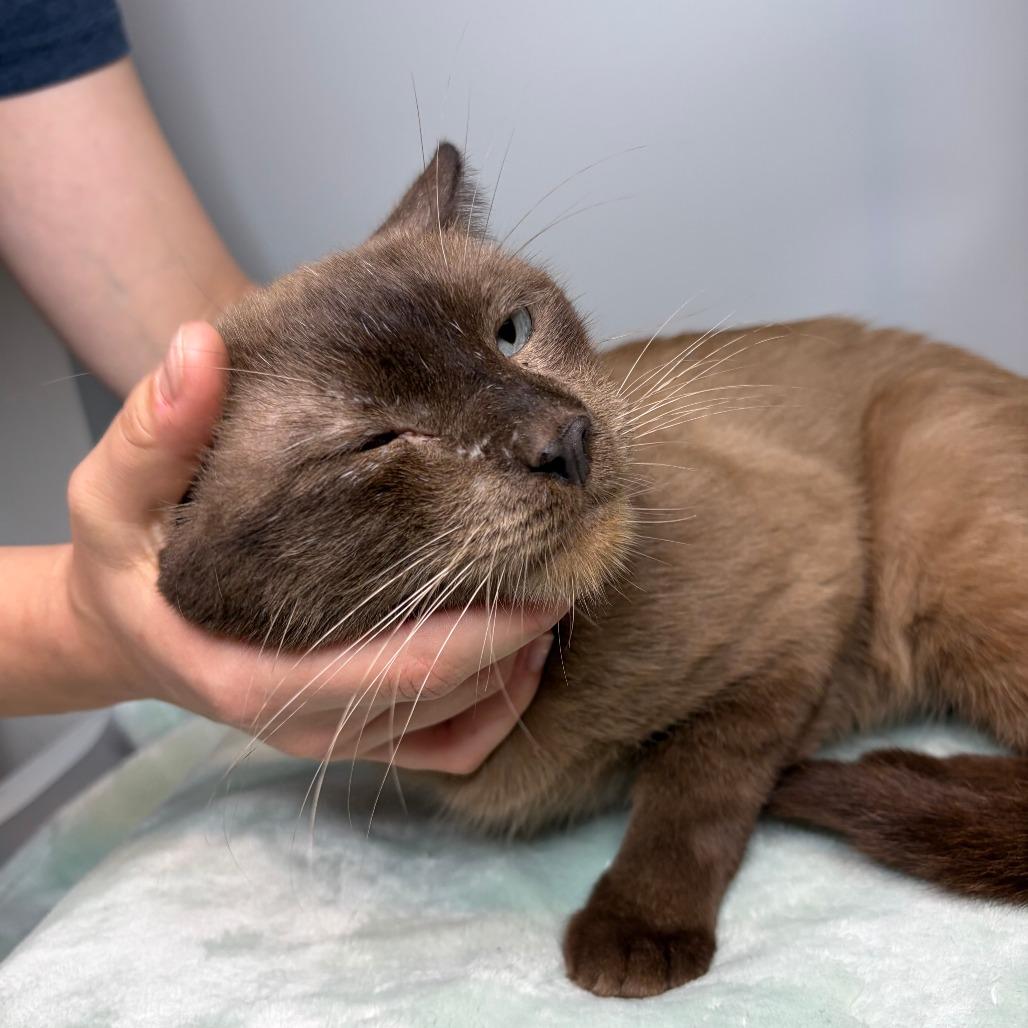 Moose, Adoptable, Adult Male Siamese.