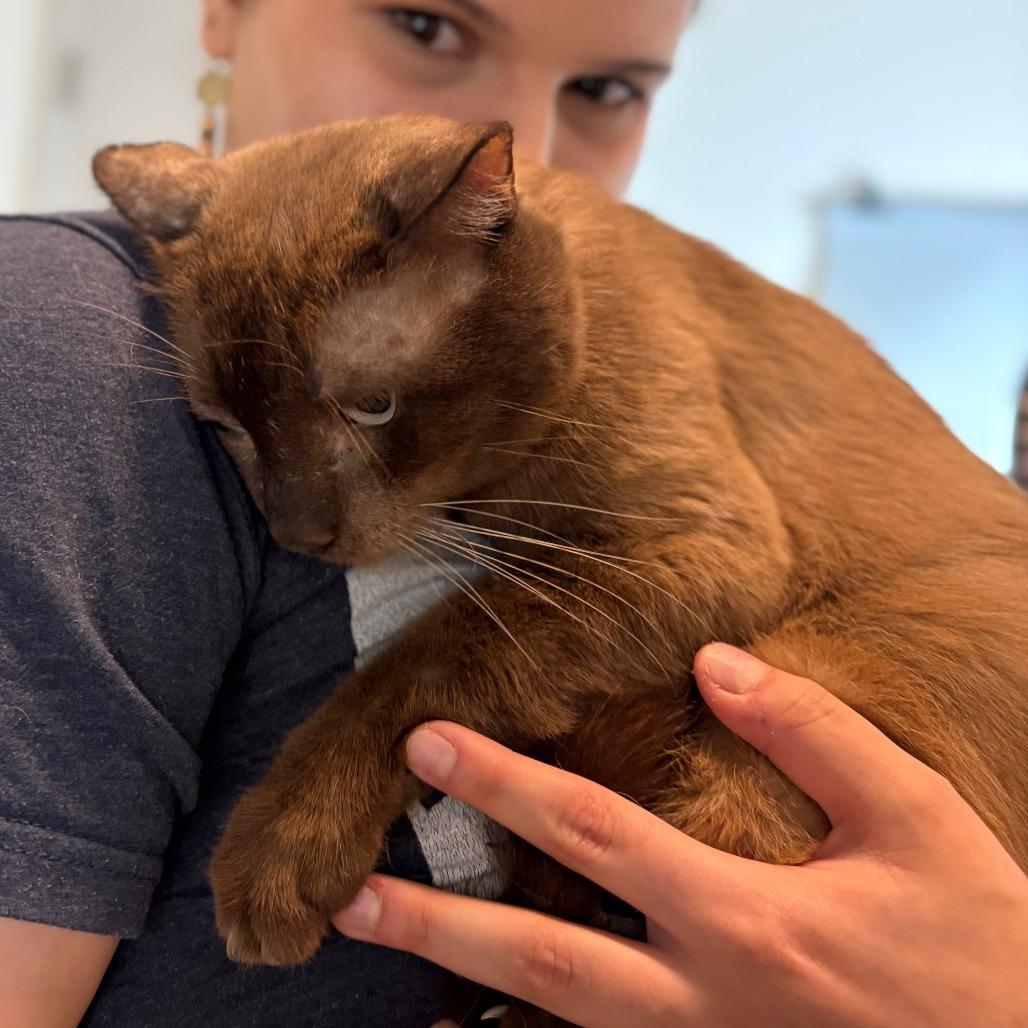 Moose, a Adoptable Siamese in San Antonio, TX image 2/6