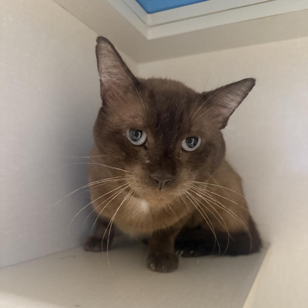 Moose, a Adoptable Siamese in San Antonio, TX image 3/6