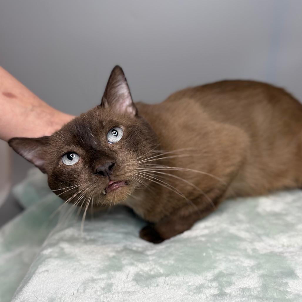 Moose, a Adoptable Siamese in San Antonio, TX image 4/6