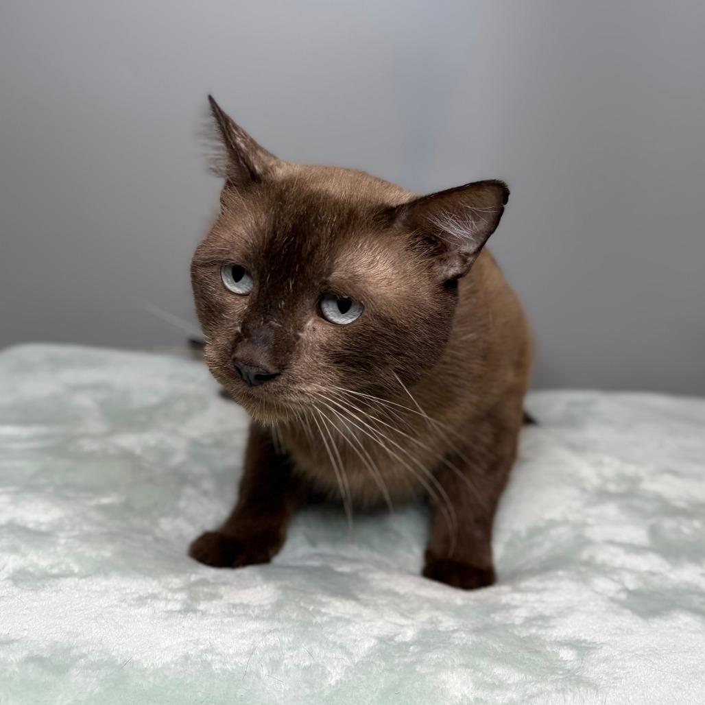 Moose, a Adoptable Siamese in San Antonio, TX image 5/6