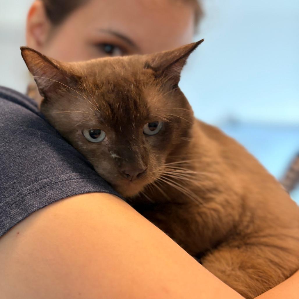 Moose, a Adoptable Siamese in San Antonio, TX image 6/6