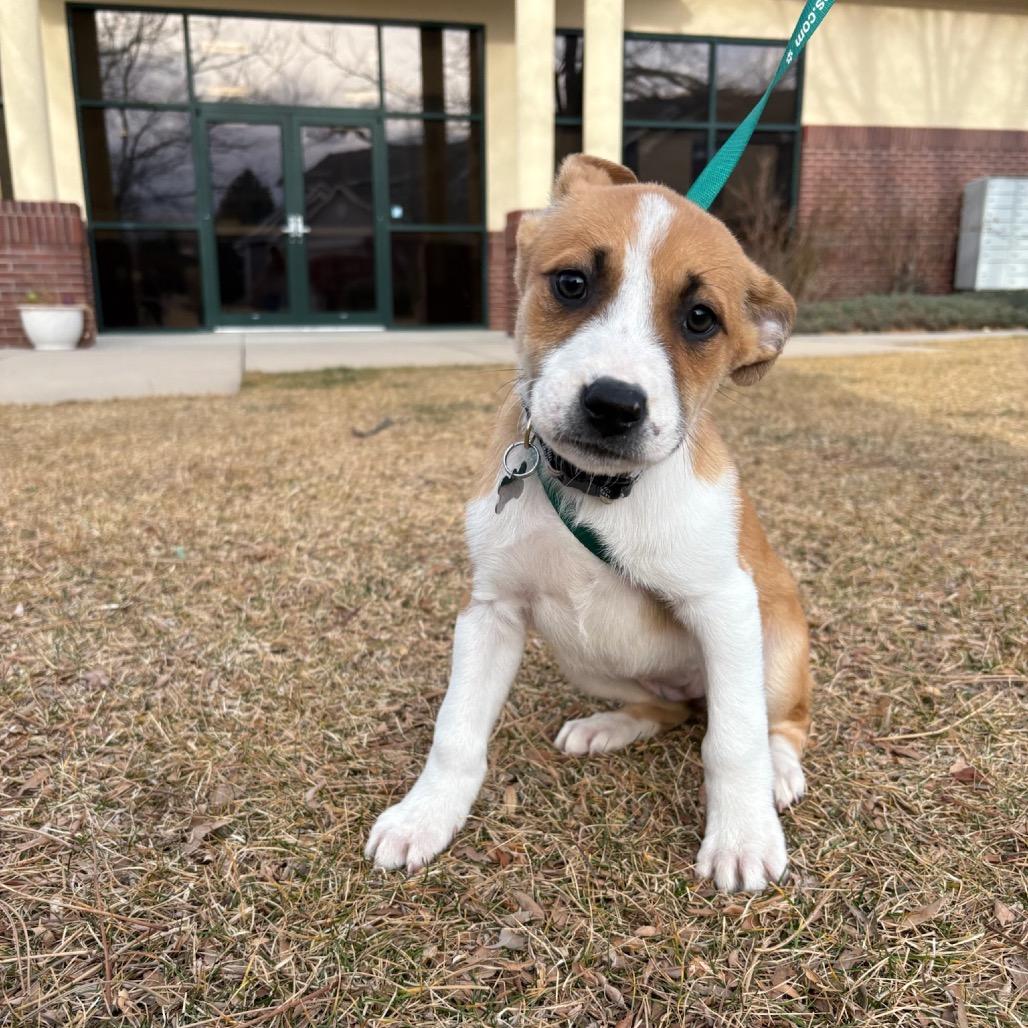 Violet, Adoptable, Puppy Female Husky.