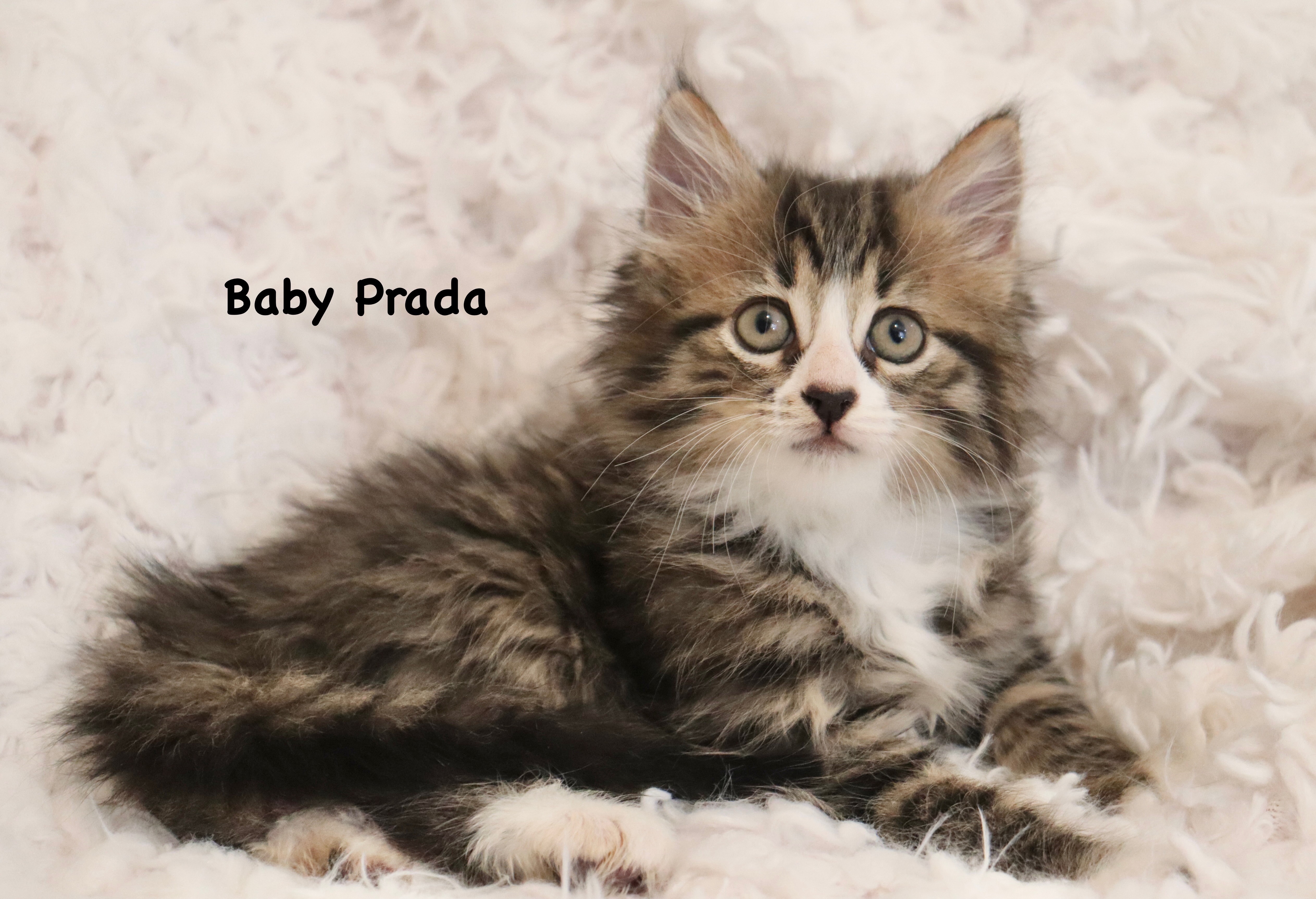 Prada