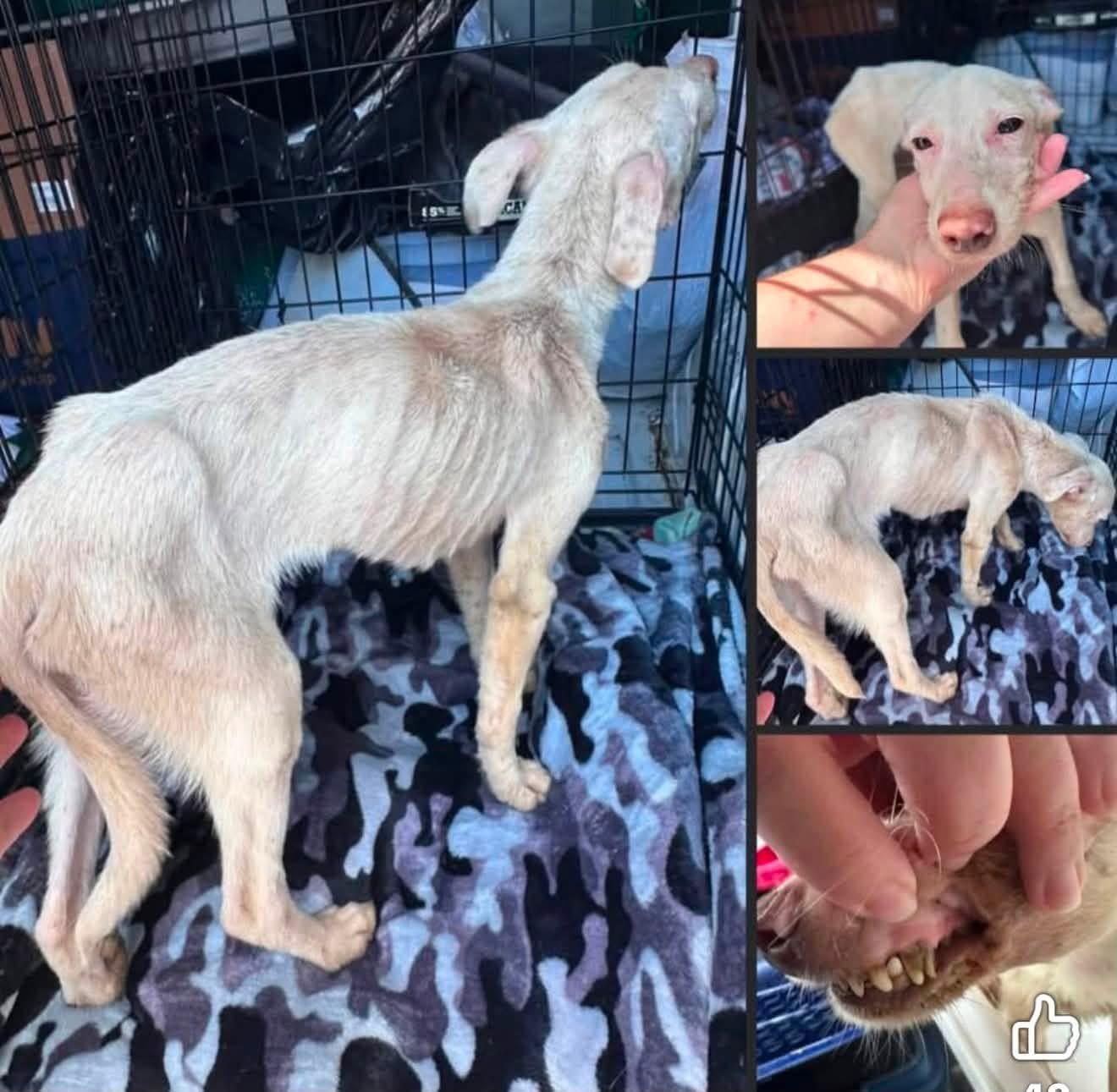 Enlarge Kefir, a ADOPTABLE mixed breed in Eureka, MO image 3/3