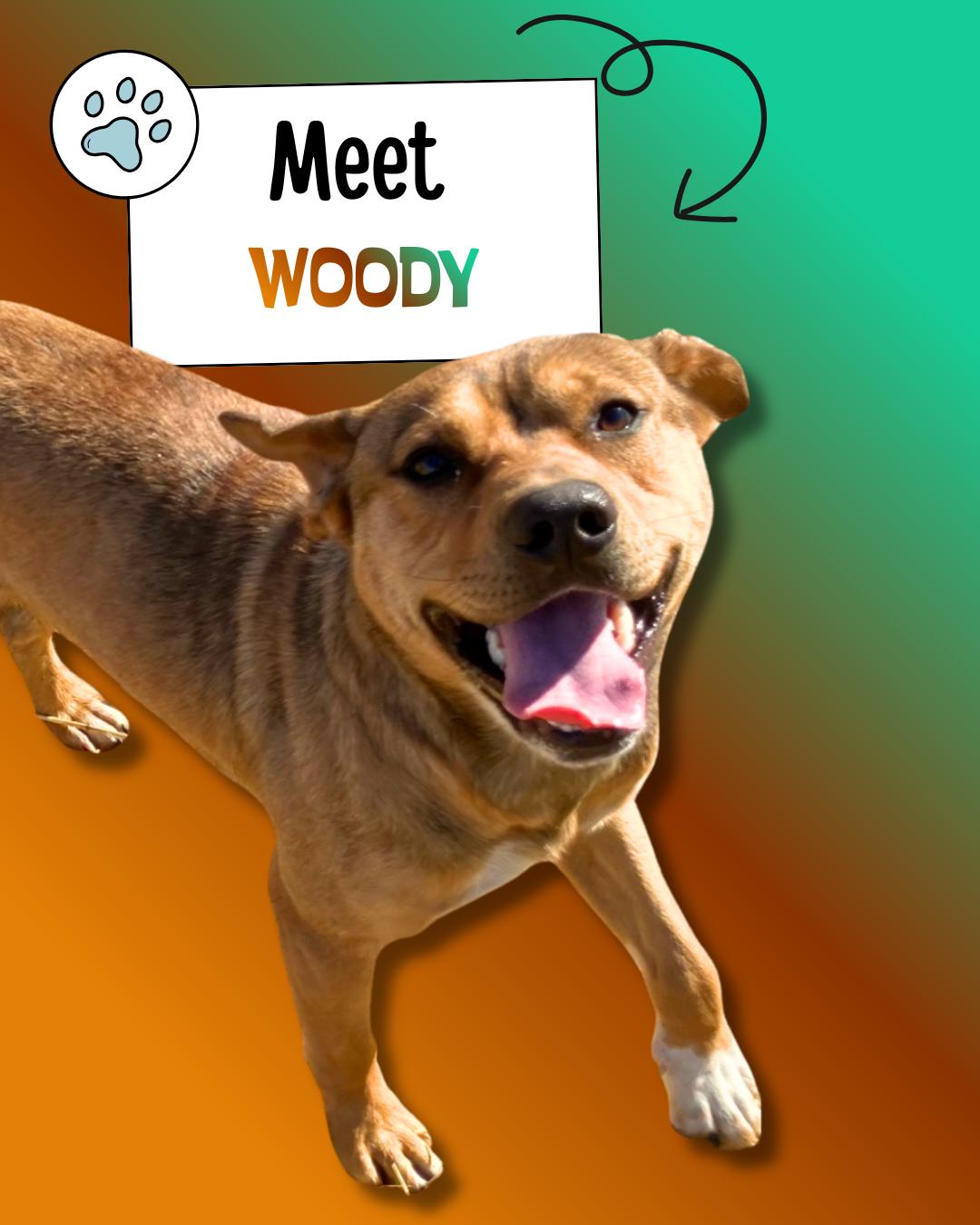 Woody, ADOPTABLE, Young Male Australian Shepherd & German Shepherd Dog.