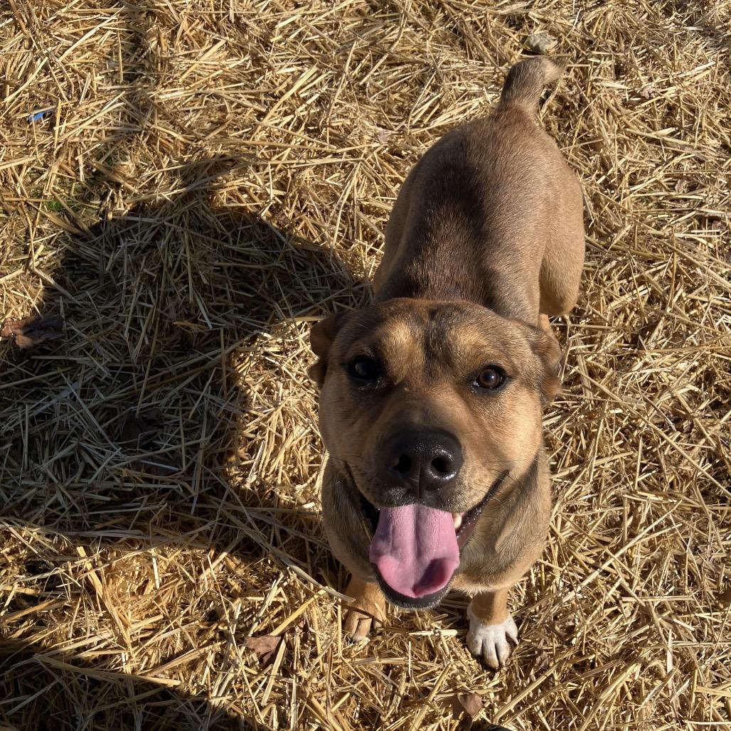 Enlarge Woody, a ADOPTABLE mixed breed in Sulphur, KY image 2/4