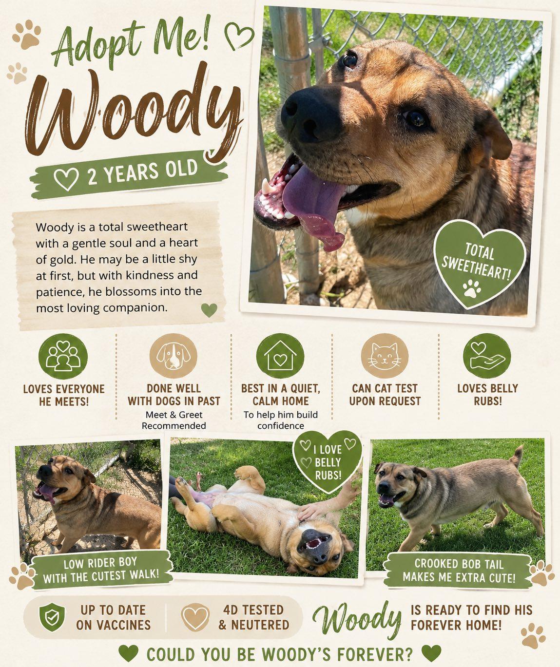 Woody, a ADOPTABLE mixed breed in Sulphur, KY image 4/4
