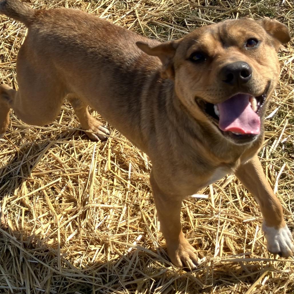 Woody, ADOPTABLE, Young Male Australian Shepherd & German Shepherd Dog.