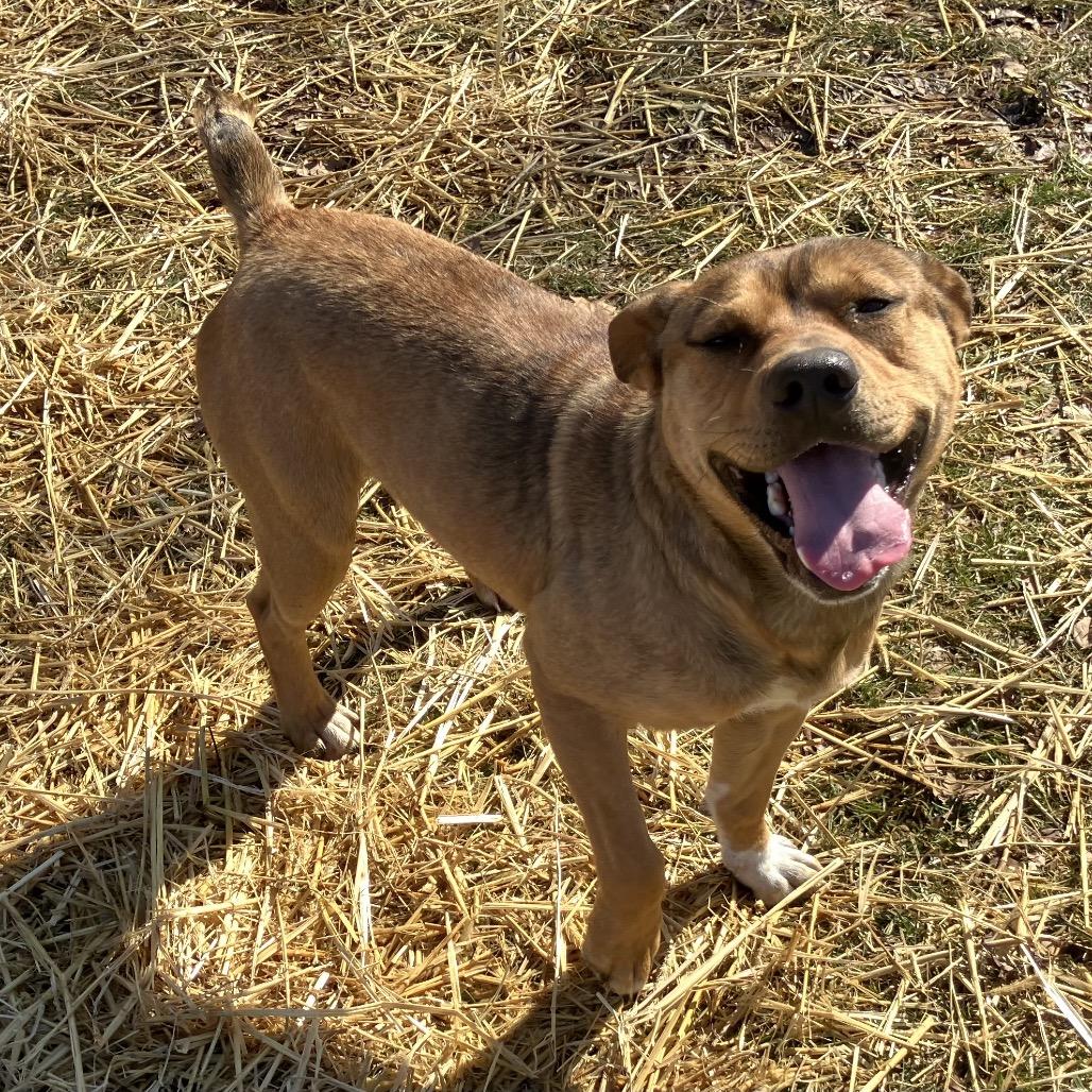 Enlarge Woody, a ADOPTABLE mixed breed in Sulphur, KY image 4/4