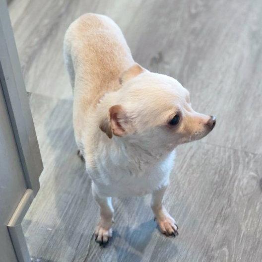 Flaco, Adoptable, Adult Male Chihuahua.