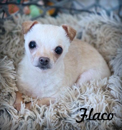 Enlarge Flaco, a Adoptable Chihuahua in Anaheim Hills, CA image 2/3