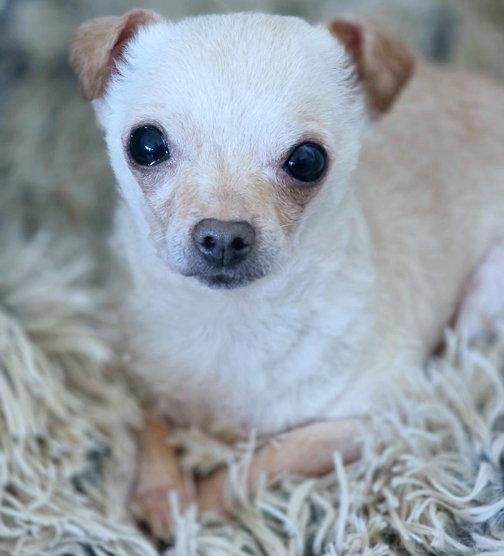 Enlarge Flaco, a Adoptable Chihuahua in Anaheim Hills, CA image 3/3
