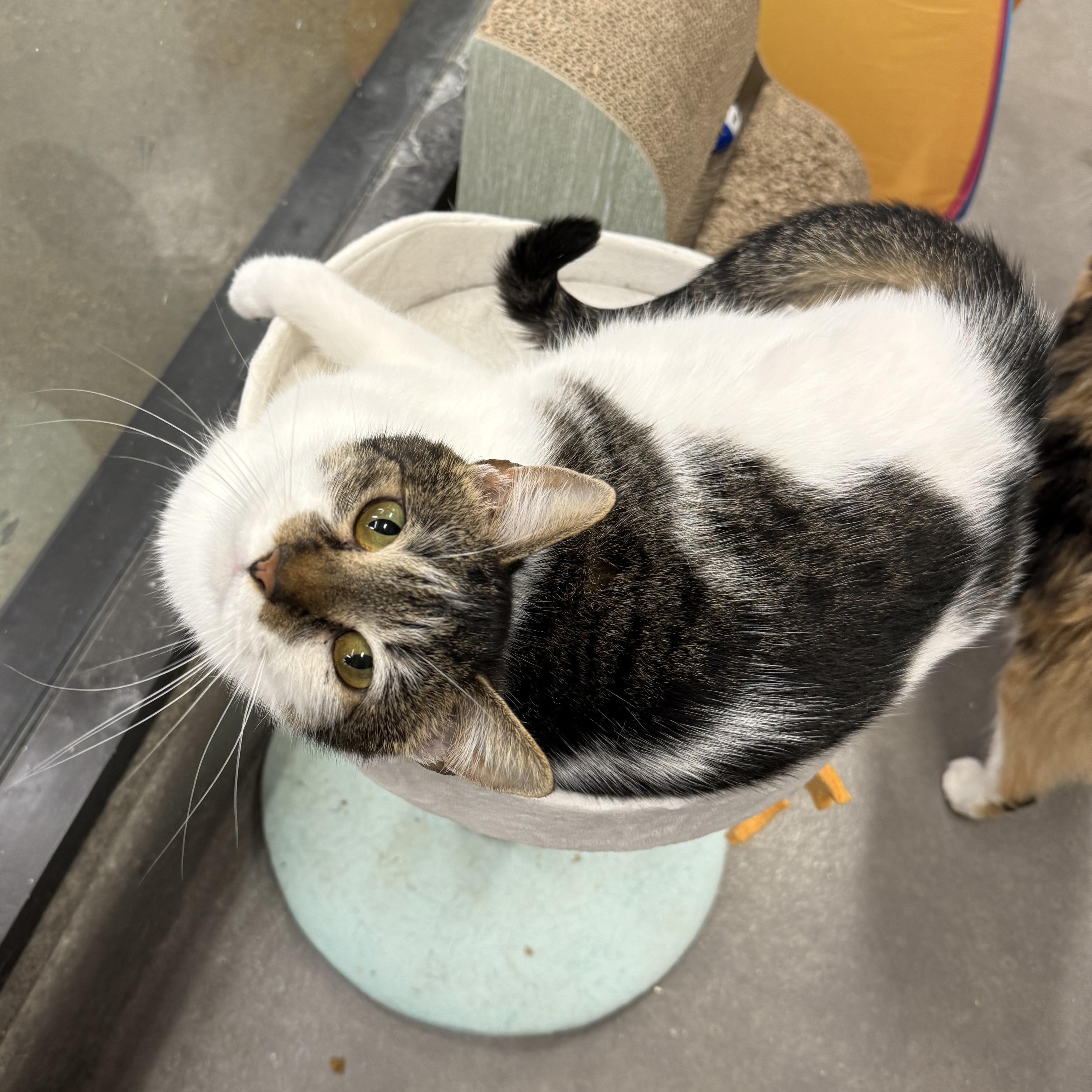 Enlarge Izzy, a Adoptable mixed breed in Antioch, CA image 6/6