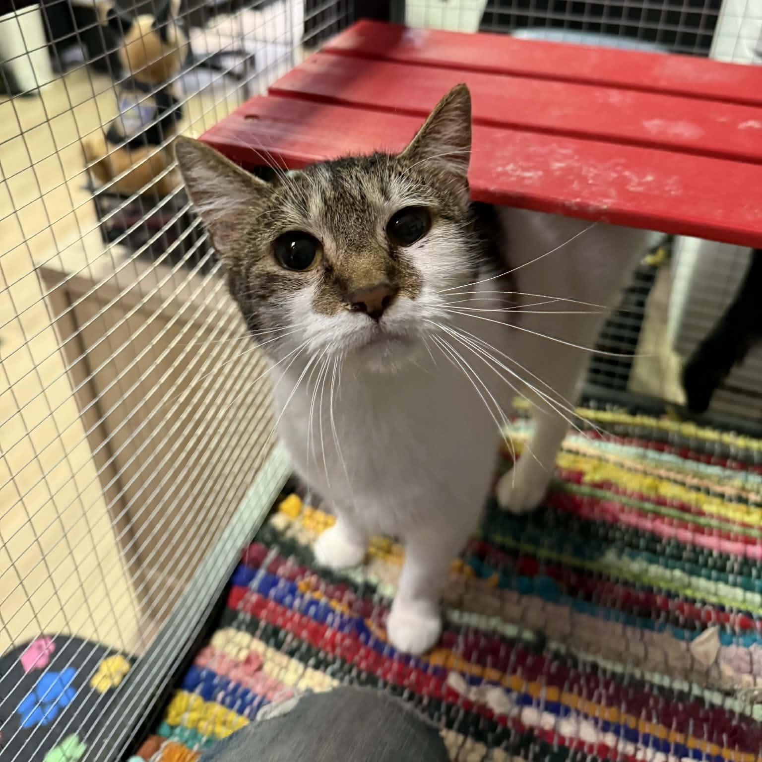 Enlarge Izzy, a Adoptable mixed breed in Antioch, CA image 2/6