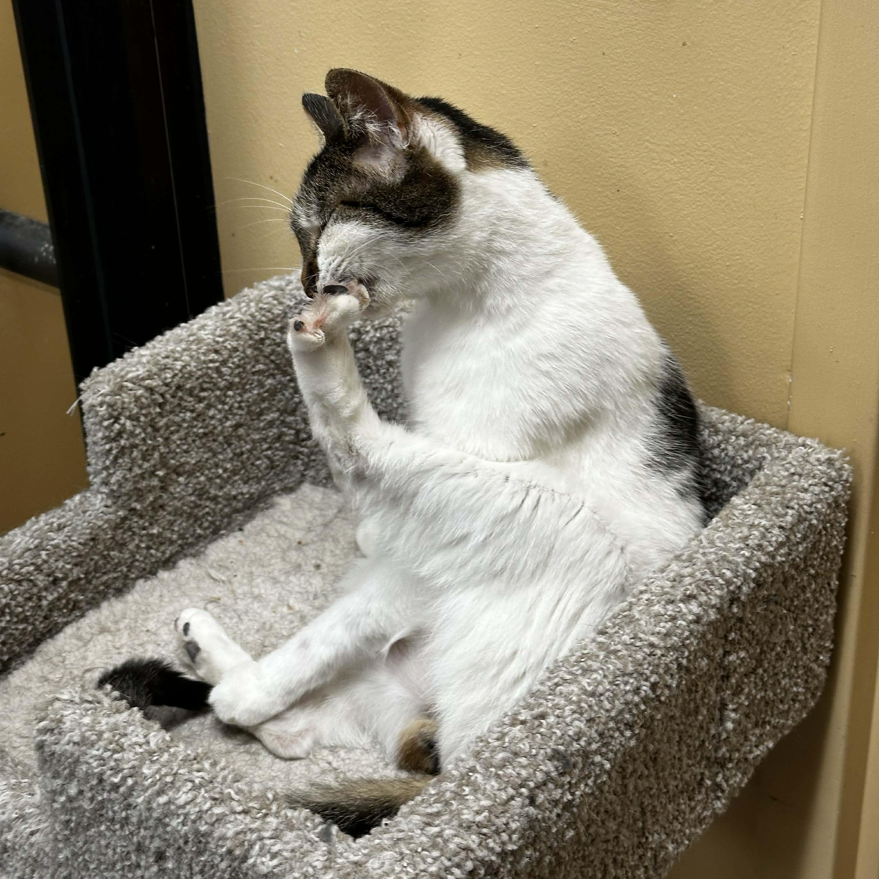 Enlarge Izzy, a Adoptable mixed breed in Antioch, CA image 3/6