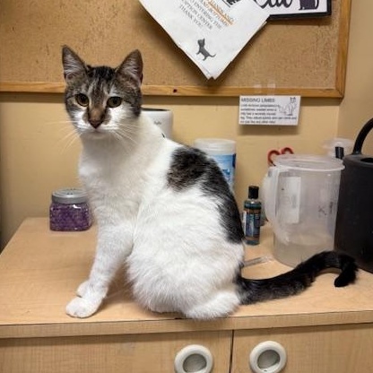 Enlarge Izzy, a Adoptable mixed breed in Antioch, CA image 5/6