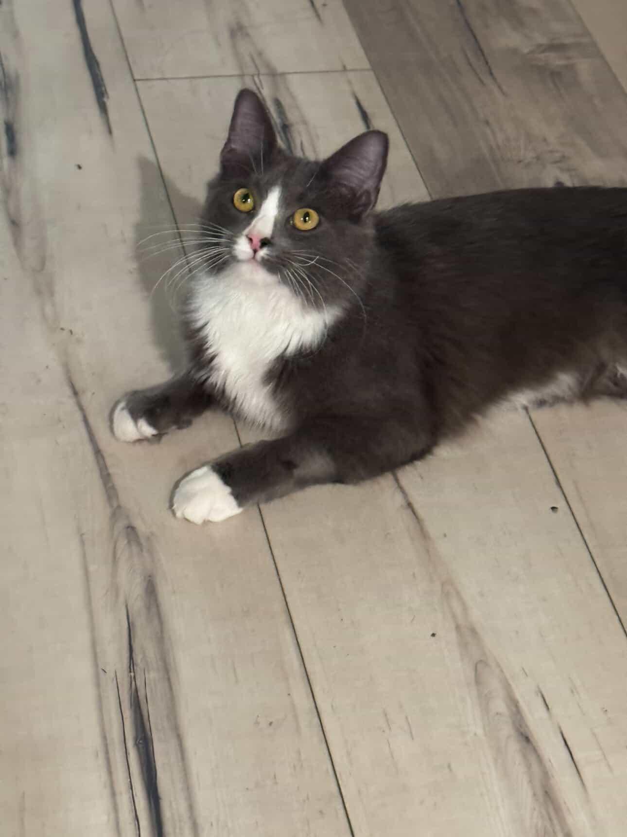 Enlarge Ash, a Adopted Tabby in South Pasadena, CA image 1/5