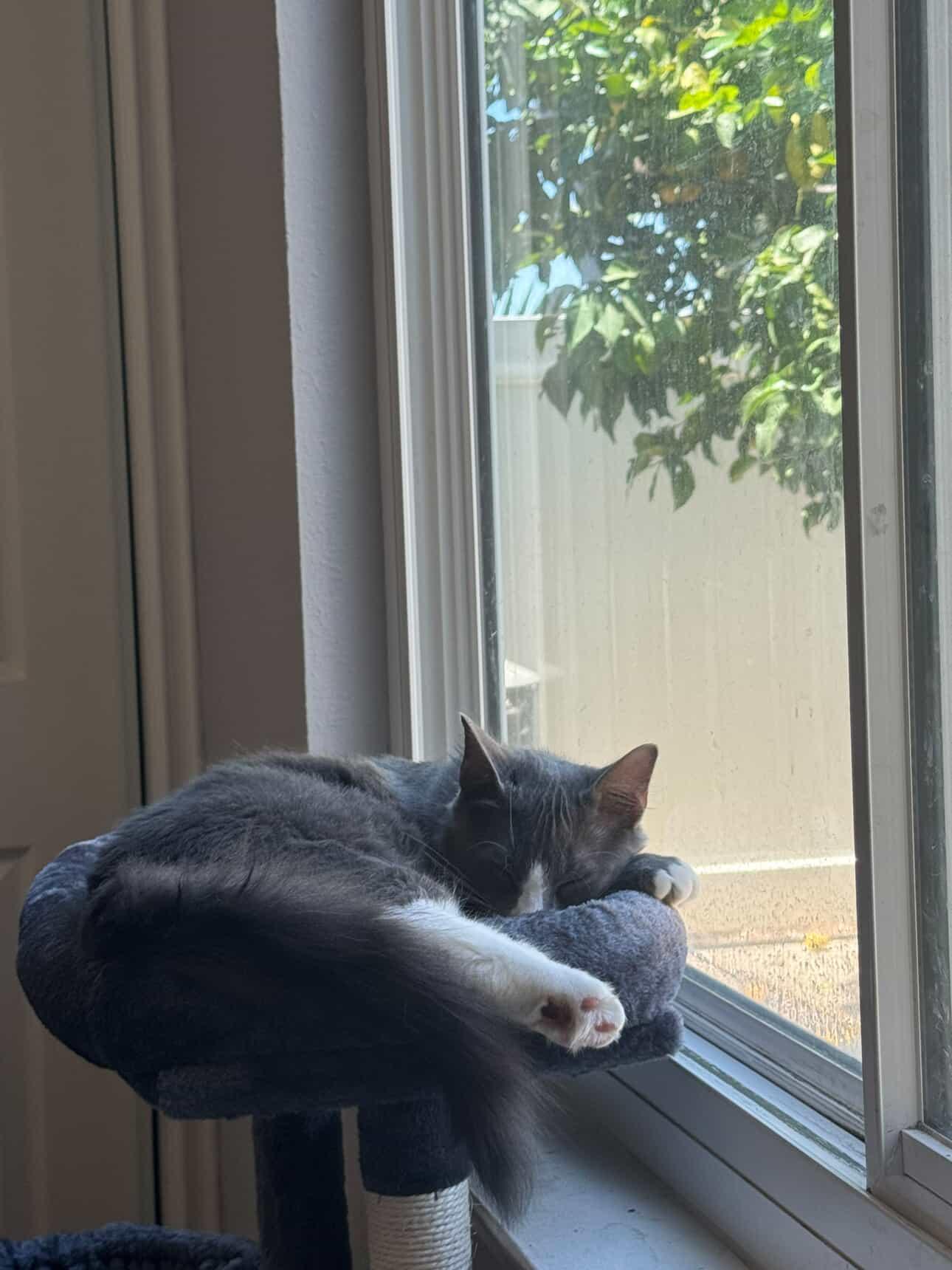 Enlarge Ash, a Adopted Tabby in South Pasadena, CA image 2/5