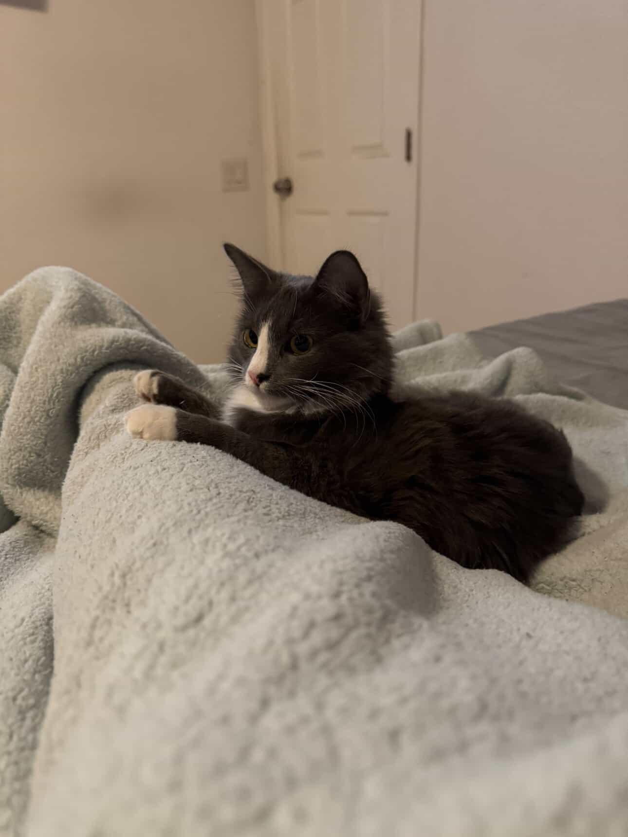 Ash, Adopted, Young Male Tabby.