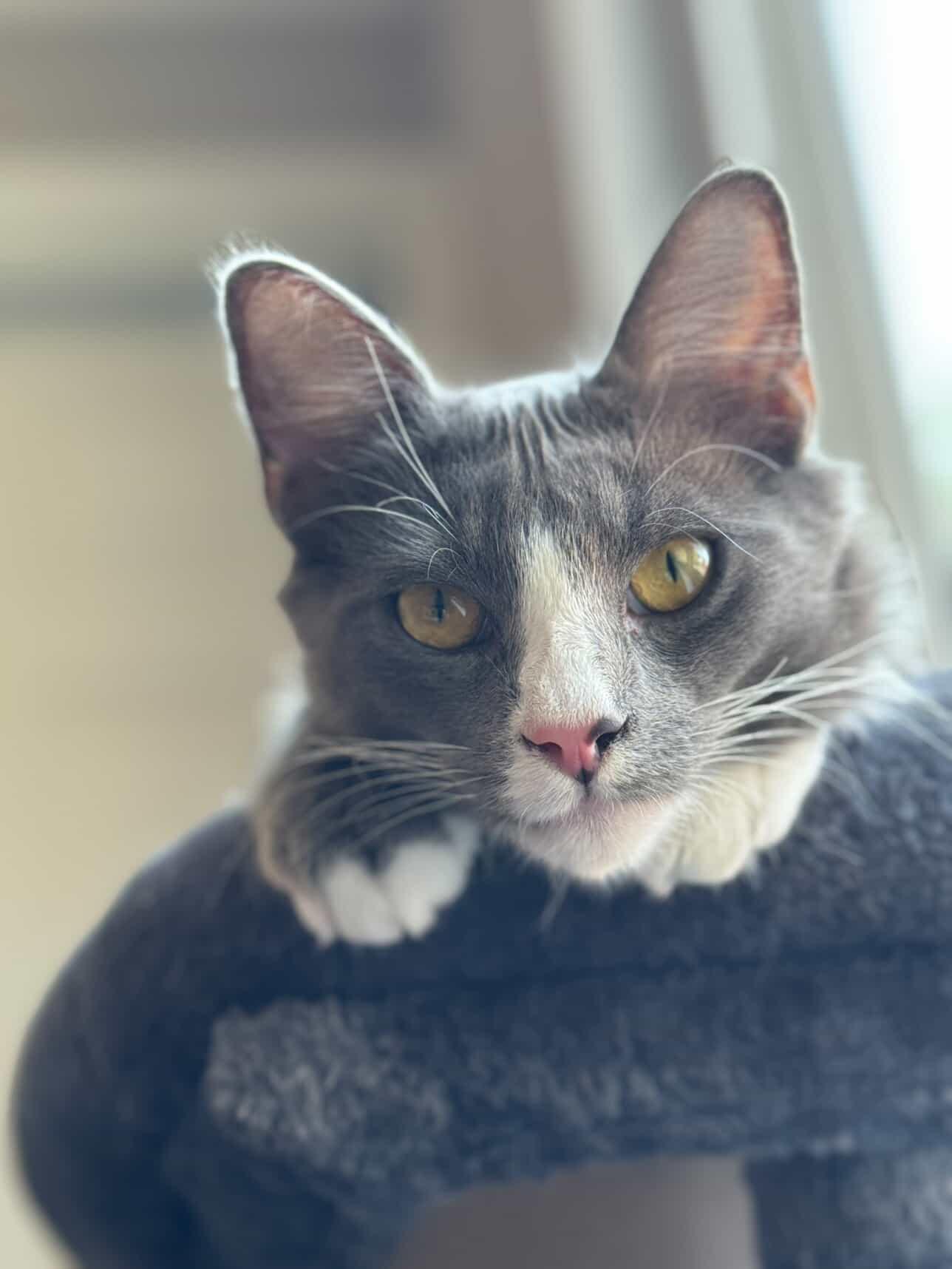 Ash, Adopted, Young Male Tabby.