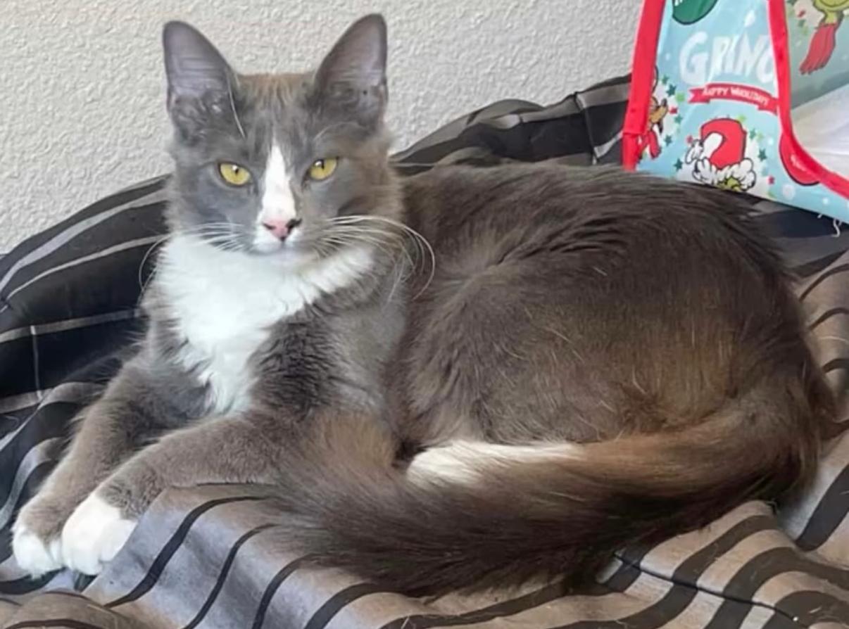 Enlarge Ash, a Adopted Tabby in South Pasadena, CA image 5/5