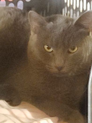 ELLA MAE, Adoptable, Young Female Domestic Short Hair.