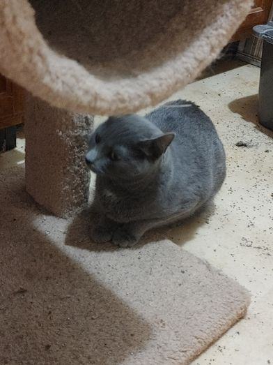 ELLA MAE, a Adoptable mixed breed in Huntsville, AL image 2/10