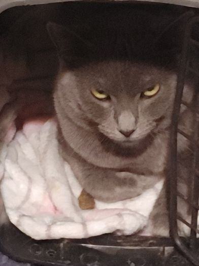 ELLA MAE, a Adoptable mixed breed in Huntsville, AL image 3/10