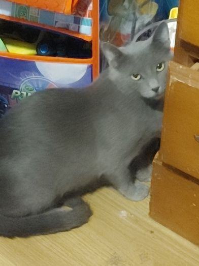 ELLA MAE, a Adoptable mixed breed in Huntsville, AL image 4/10