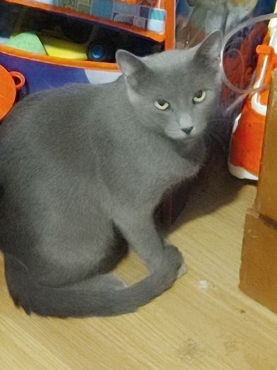 ELLA MAE, a Adoptable mixed breed in Huntsville, AL image 5/10