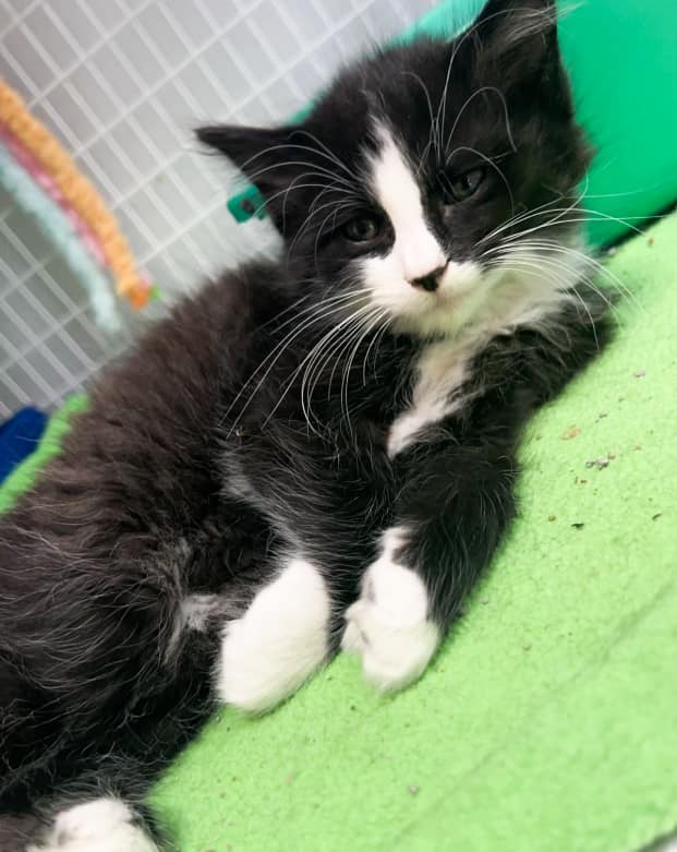 Cat for adoption The Eagle Creek Litter, a Domestic Long Hair in