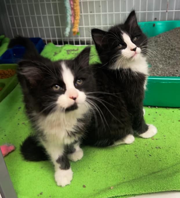 Cat for adoption The Eagle Creek Litter, a Domestic Long Hair in