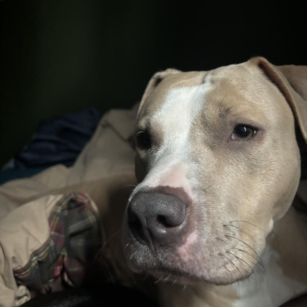 Llama, Adopted, Adult Female Pit Bull Terrier.