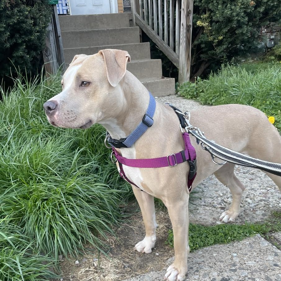 Enlarge Llama, a Adopted Pit Bull Terrier in Pittsburgh, PA image 2/3