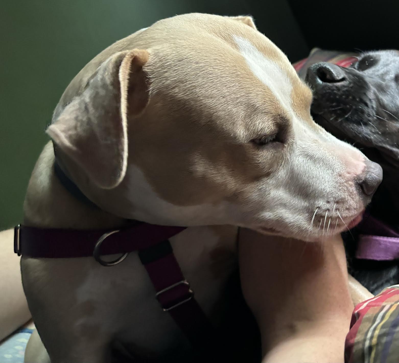 Enlarge Llama, a Adopted Pit Bull Terrier in Pittsburgh, PA image 3/3