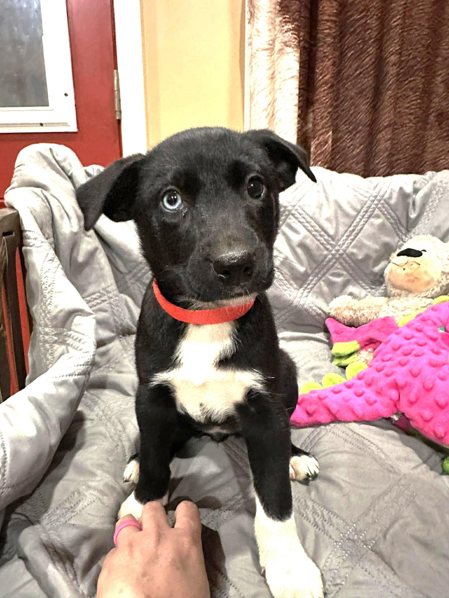 Flurry EG in MS Lorena $699, Adopted, Puppy Female Labrador Retriever.