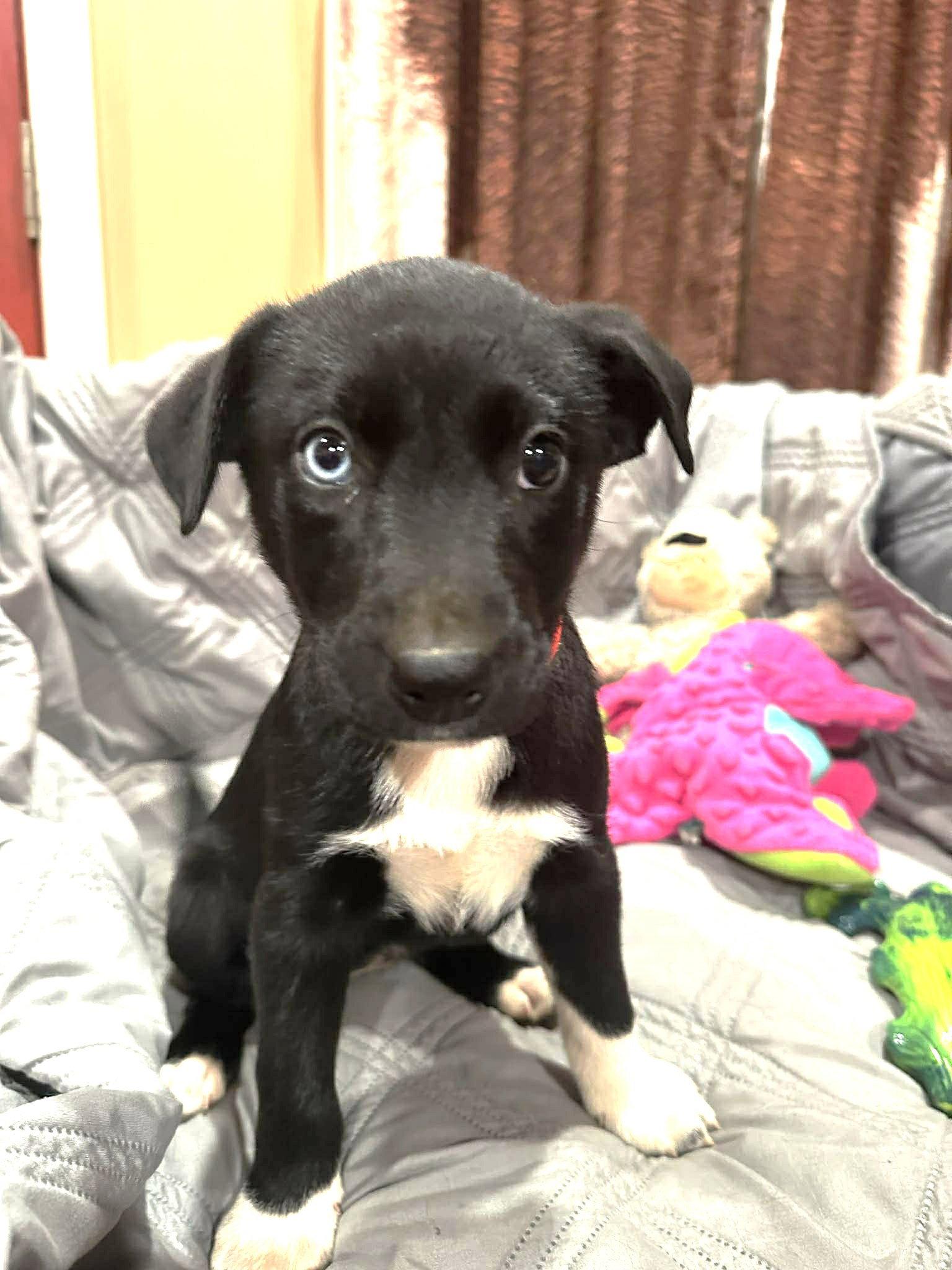 Enlarge Flurry EG in MS Lorena $699, a Adopted Labrador Retriever in Warwick, RI image 2/3