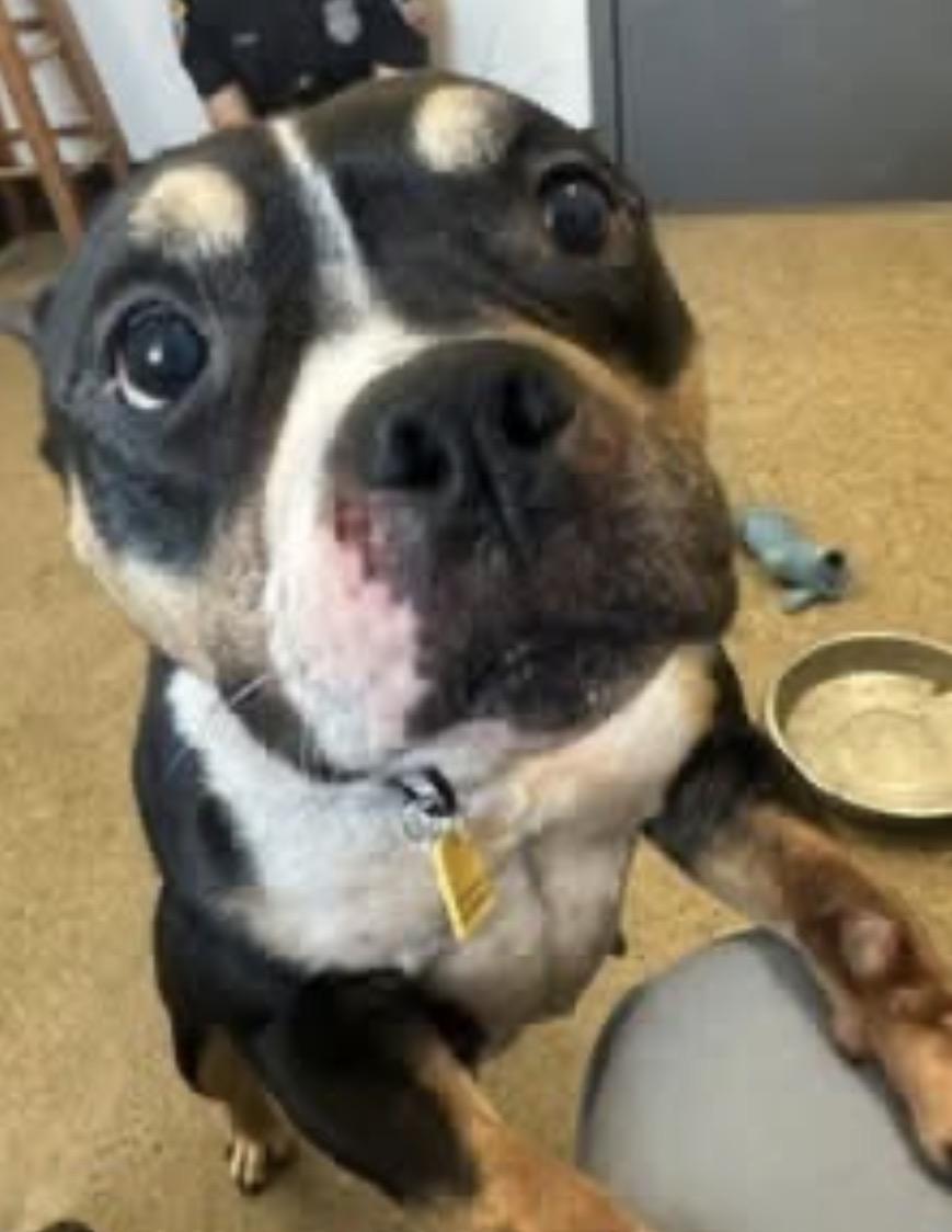 Buttons, Adoptable, Adult Female American Bully.