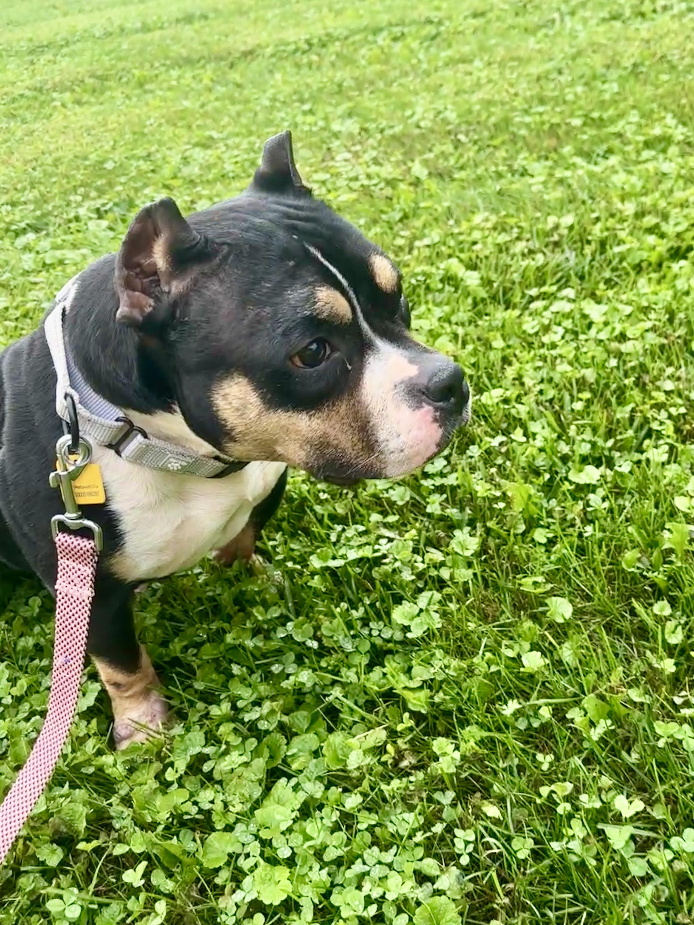 Enlarge Buttons, a Adoptable American Bully in Lyndhurst, OH image 4/5